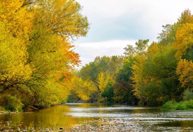 Sonbahar ağaçları Boise Nehri 'ni kaplar. 