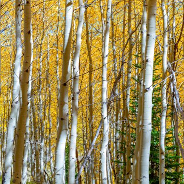 Sonbaharın ılık renkli yaprakları Aspen koruluğundaki ağaçların üzerinde