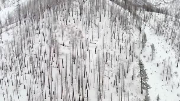 Neve Nevoeiro Deserto Idaho Misturados Dentro Uma Floresta — Vídeo de Stock