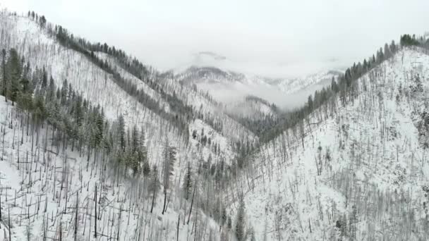 Παλιό Καμένο Δάσος Κοντά Στο Loman Idaho Χειμώνα — Αρχείο Βίντεο