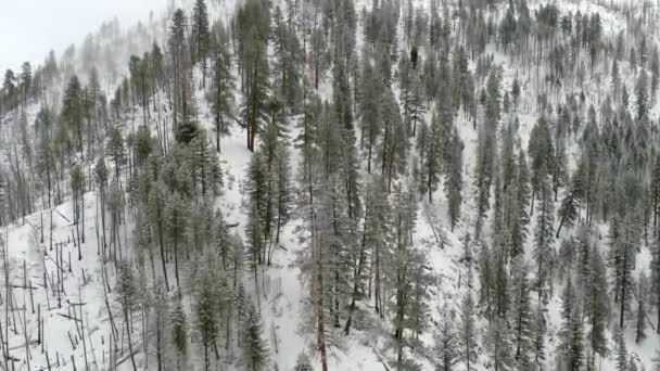 Дикая Природа Айдахо Зимой Лесом Снегом — стоковое видео