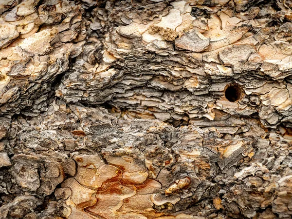 Worm hole in the bark of a tree close up macro