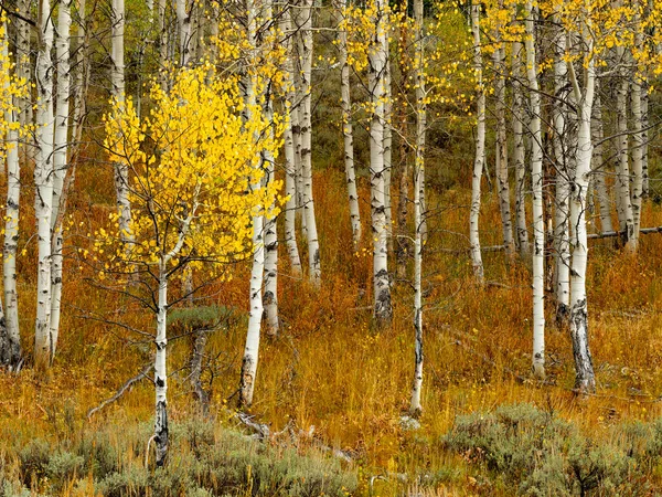 Осенняя Природа Цветущими Аспенскими Деревьями — стоковое фото