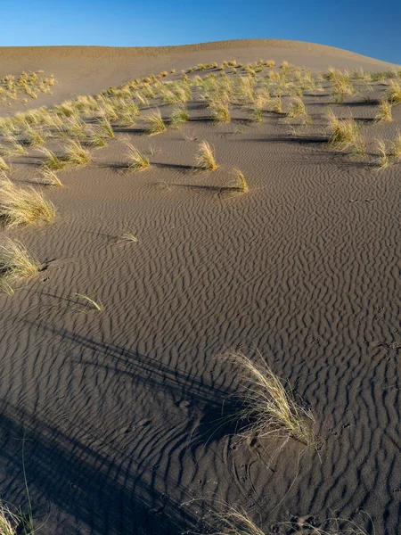 Αμμόλοφος Μικρό Γρασίδι Που Φυτρώνει Πάνω Του — Φωτογραφία Αρχείου