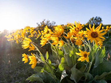 Yamaçta sarı çiçekler ve arka planda güneş