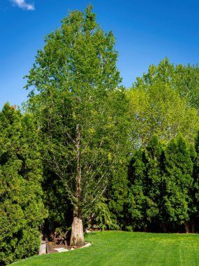 Arka bahçede olgun bir sekoya ağacı.