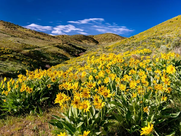 Hermosas Flores Silvestres Amarillas Cubren Una Ladera Cielo Azul Imagen de archivo