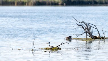 Yüzen bir yuvada siyah ve beyaz ördek