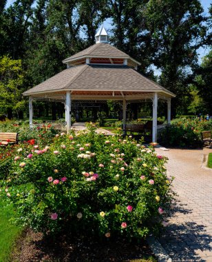 Boise Idaho 'da bir gül bahçesinde Copula ve çiçekler.