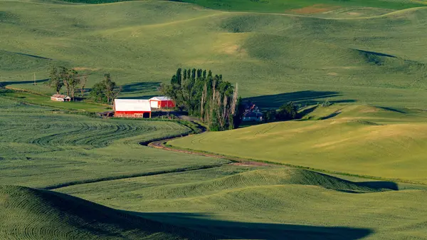 Восточно Вашингтонская Ферма Пшеничных Полях Красным Амбаром — стоковое фото