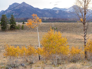 Sonbahar renkli Aspens Dağlık bir aralıkta