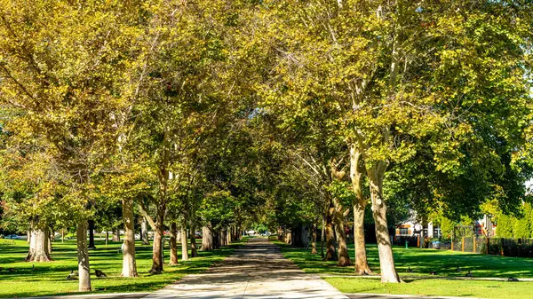 Bela Calçada Que Árvore Alinhada Parque Público Boise Imagem De Stock