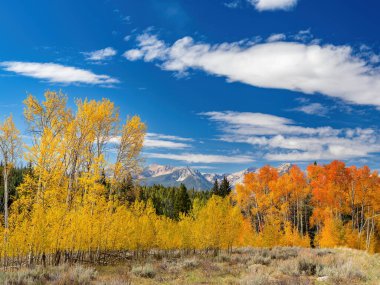 Sonbahar renkleriyle Idaho 'nun Sawtooth dağları