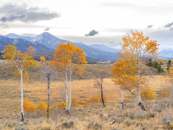 Idaho 'daki Sawtooth dağının üzerinde sonbahar ağaçlarıyla gün batımı