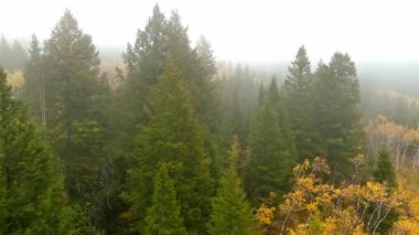 Sonbahar renklerinde kavak ağaçlarıyla çam ormanı