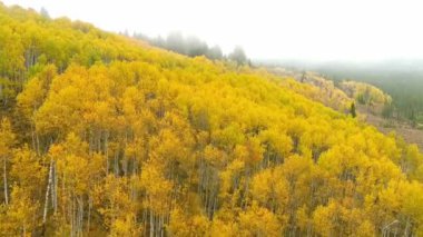 Idaho vahşi doğası Aspen korusu sonbahar renklerinde