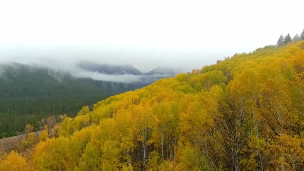 Осенью Многие Осины Образуют Лес — стоковое видео