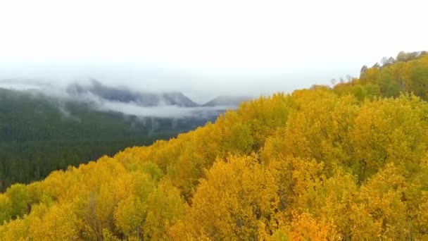 Άλσος Aspen Και Μακρινά Ψηλά Βουνά — Αρχείο Βίντεο