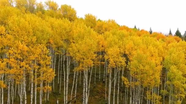 Selvagem Idaho Bosque Aspen Cores Completas Outono — Vídeo de Stock