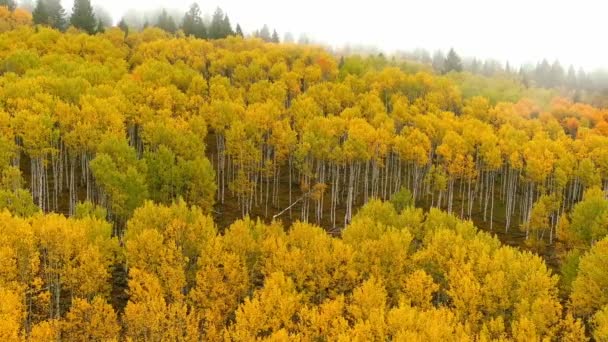 Айдахо Дикая Природа Аспен Роща Полном Осеннем Цвете — стоковое видео