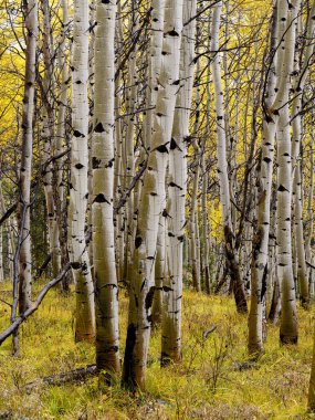 Birçok kavak ağacı yağmur altında bir orman oluşturur.