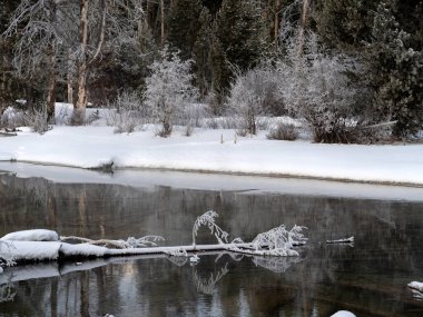 Donmuş bir ağaçla gölün sularındaki orman yansıması.