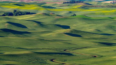 Olgun yeşil tarlalar, içinden dere akan.