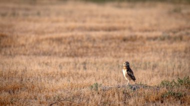 Bir tarlada oyuk baykuşları alarmda