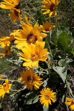 Idaho çölünde ilkbahar sarı çiçekleri