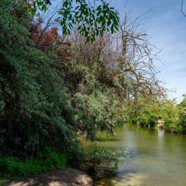 Doğa bir nehir ve ağaç keşfinde yürür.
