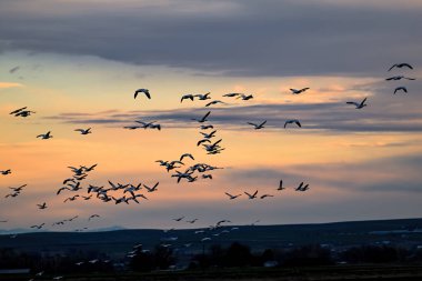 Kar kazları sabahın renkli gökyüzüne doğru uçar.