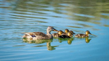 Yavru ördekler ve anne yeşil suyla dolu bir gölde yüzüyor.