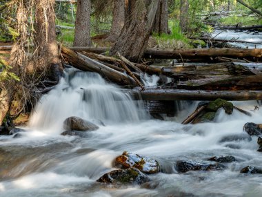 Şelaleli bir ormanda dere.