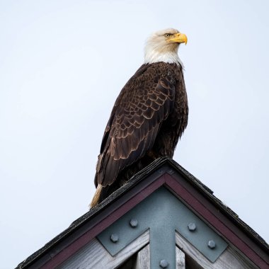 bald eagle portresi yakın çekim