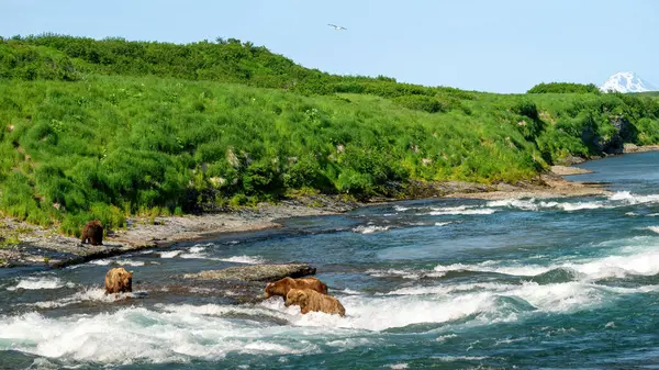 Stock image Alaska wild river with Brown Bears 