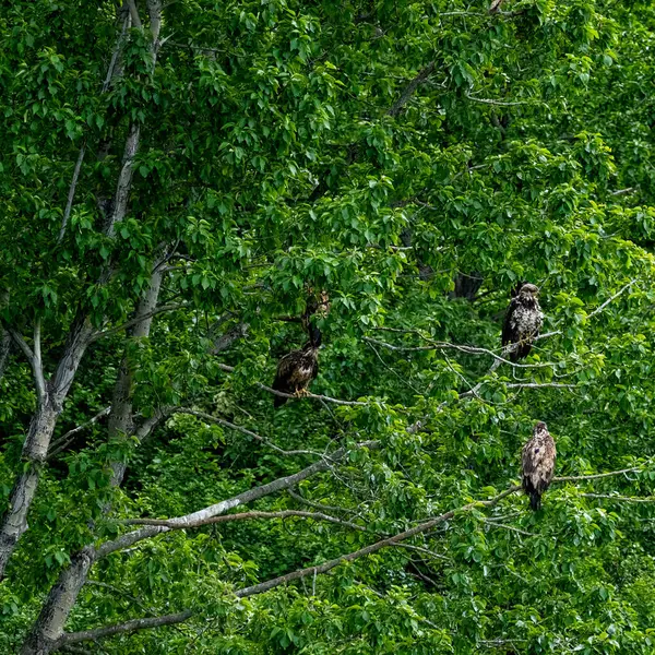 stock image Tree with bald eagles perched