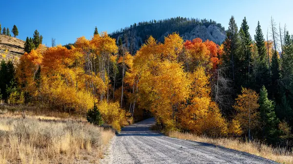 Aspen ağaçları sonbaharda toprak bir yolda 