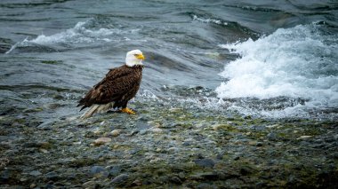 Adult Bald Eagle stands on rocks at a streams edge clipart