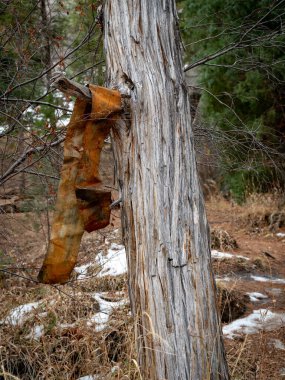 Scrap piece of Tin attached to a tree of a forest clipart