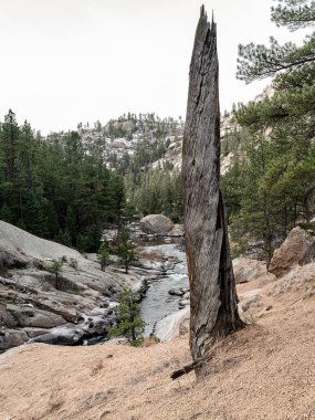 Tree stands on the banks of South Fork Platt River in Cheesman Canyon clipart