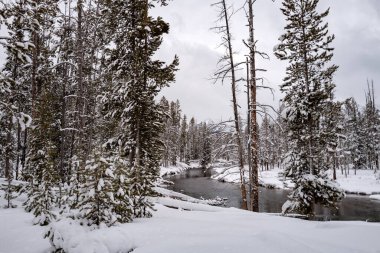 Idaho Sawtooth dağları kış ormanlarında