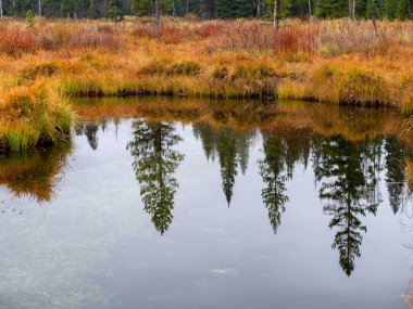 Sarı otlarla kaplı orman yansıması olan bir dere.