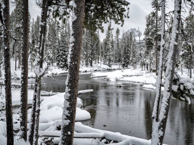 Kışın uzak dağları olan bir nehir boyunca çam ağaçları.