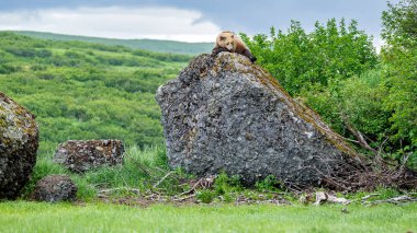 Alaska 'daki ayı daha büyük bir cesaretin tepesinde duruyor.