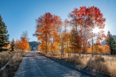 Sonbahar Aspen ağaçları kırsal bir yol çiziyor 