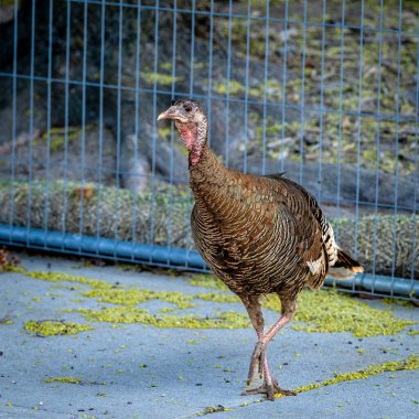 Türkiye kentte kaldırımda yürüyor