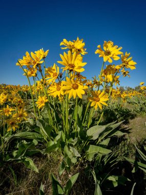 Mavi gökyüzü ve sarı çiçekler doğada