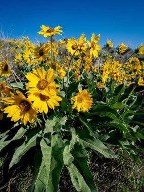 Güzel Arrowleaf Balsamroot Şanlı bahar çiçekleri