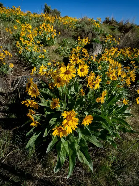 Bahar Arrowleaf Balsamroot 'lu Boise Idaho tepeleri