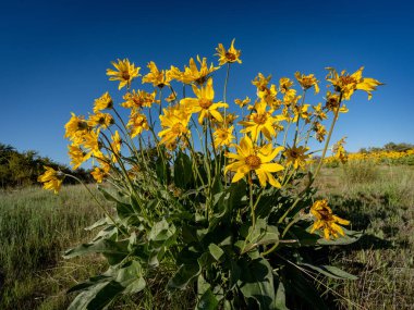 Sarı kır çiçekleri en güzel zamanlarını biraz geçtiler. 